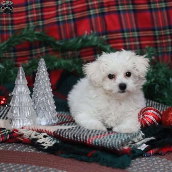 Gracie, Bichon Frise Puppy